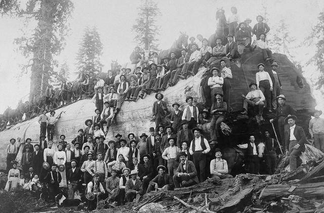 一般人真干不了这活儿：1900年代，美国伐木工人是如何伐木的？